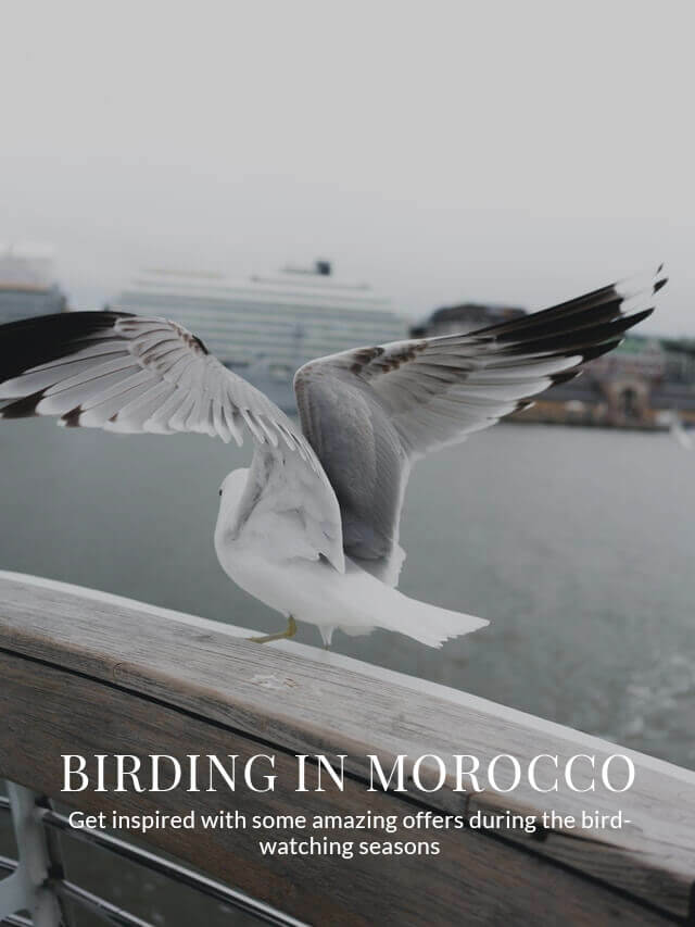 morocco birding